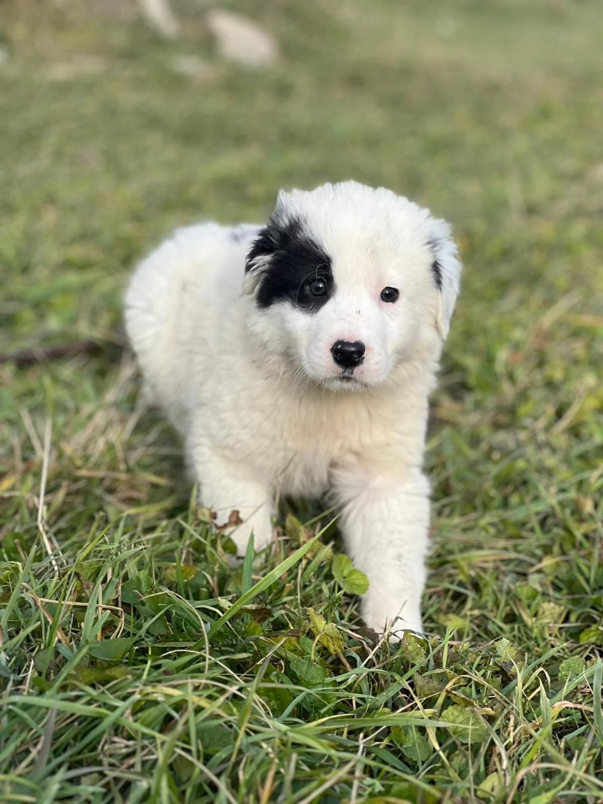 Bimbo, male puppy Mixed Breed for adoption at Ein Herz für Streuner e.V., München