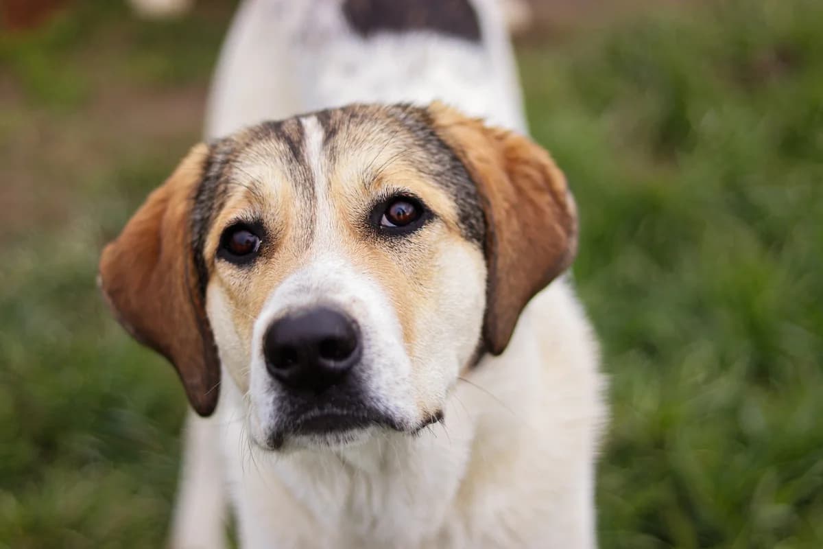 Bina, weiß female young Mixed Breed for adoption at Ein Herz für Streuner e.V., München