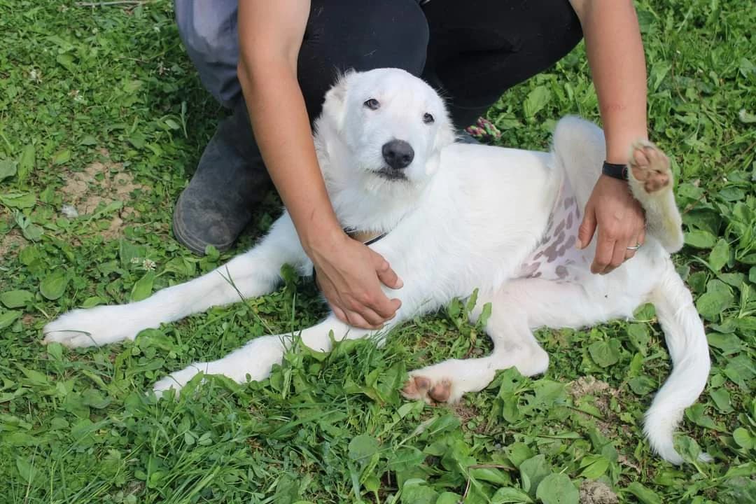 Bine, male puppy Mixed Breed for adoption at Ein Herz für Streuner e.V., München