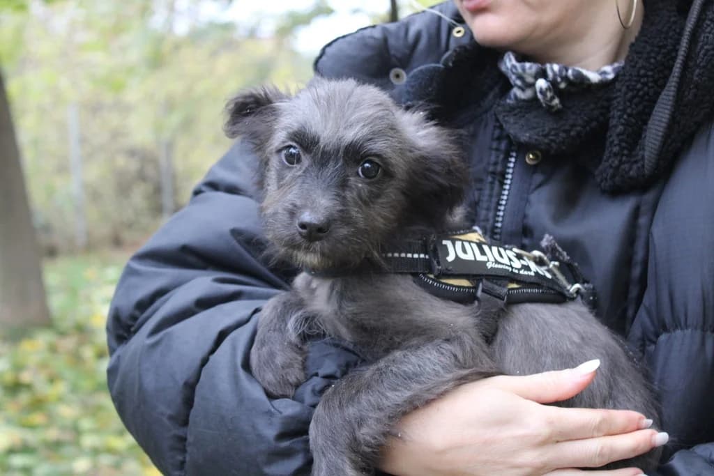 Bine, female puppy Mixed Breed for adoption at Ein Herz für Streuner e.V., München