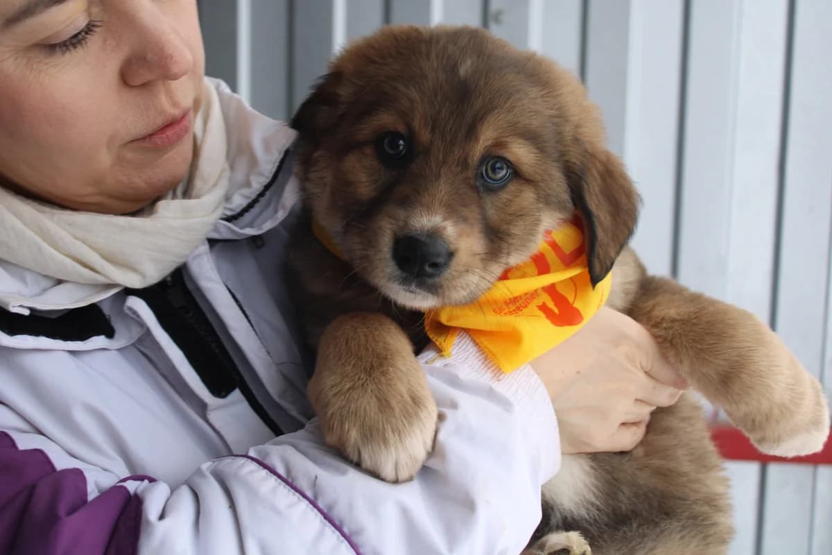 Bine, female puppy Mixed Breed for adoption at Ein Herz für Streuner e.V., München