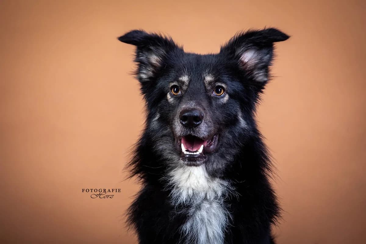 Bingo, male 3yo Mixed Breed for adoption at Ein Herz für Streuner e.V., München