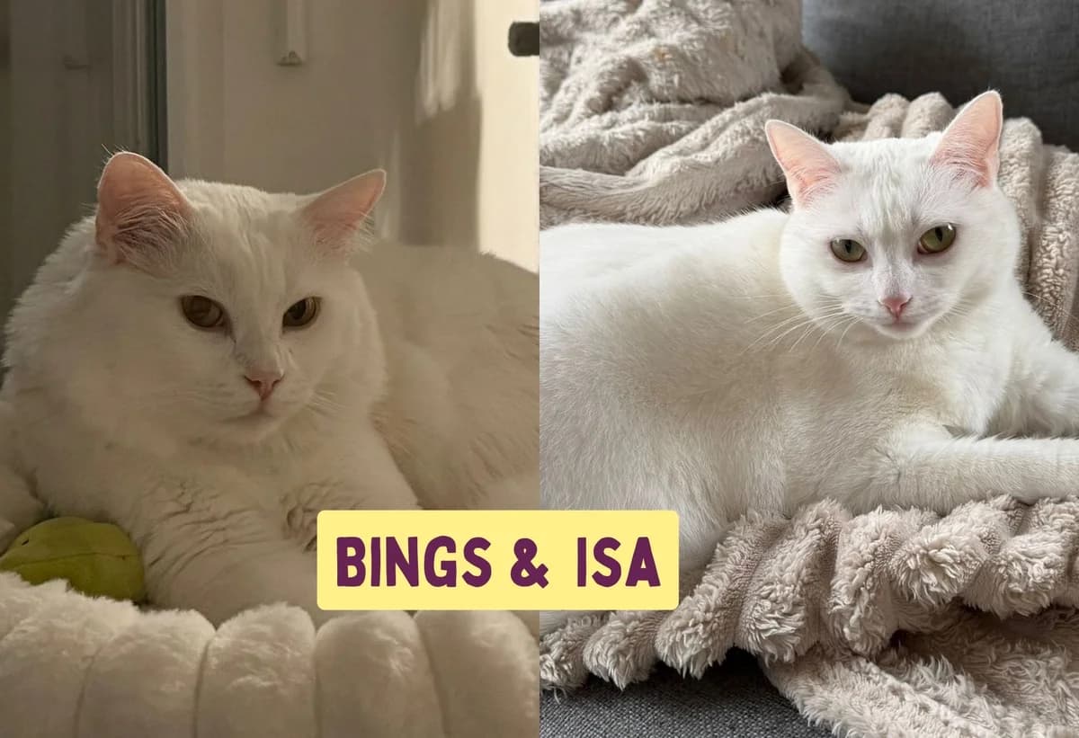 Bings & Isa, weiß female 3yo Mixed Breed for adoption at Ein Herz für Streuner e.V., München