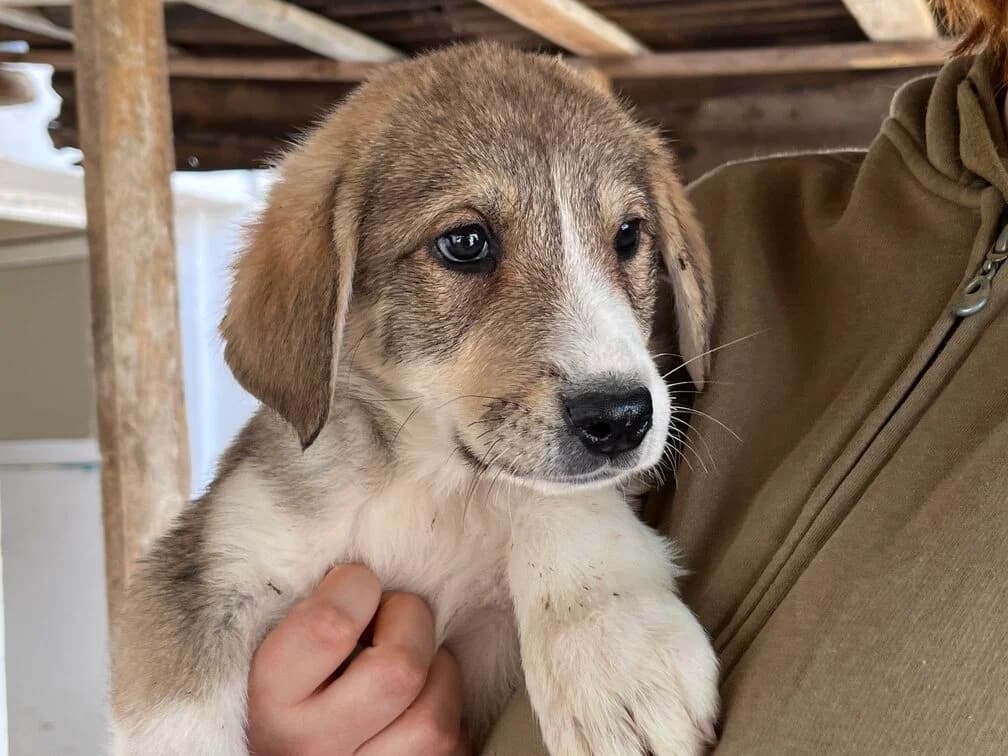 Bino, male puppy Mixed Breed for adoption at Ein Herz für Streuner e.V., München