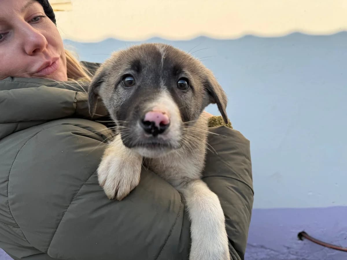 Bino, male puppy Mixed Breed for adoption at Ein Herz für Streuner e.V., München