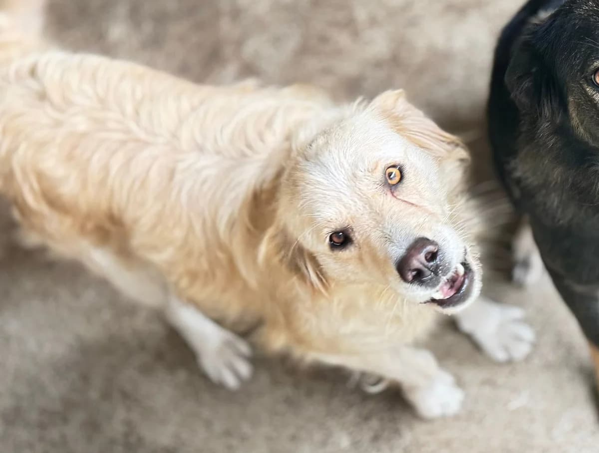 Bionda, female 5yo Mixed Breed for adoption at Ein Herz für Streuner e.V., München