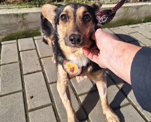 Birdie, female senior Mixed Breed for adoption at Ein Herz für Streuner e.V., München