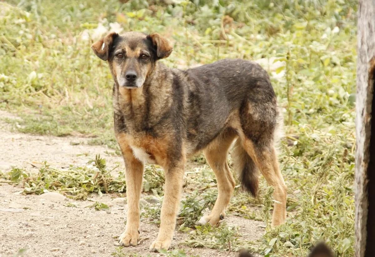 Birdy, female senior Mixed Breed for adoption at Ein Herz für Streuner e.V., München