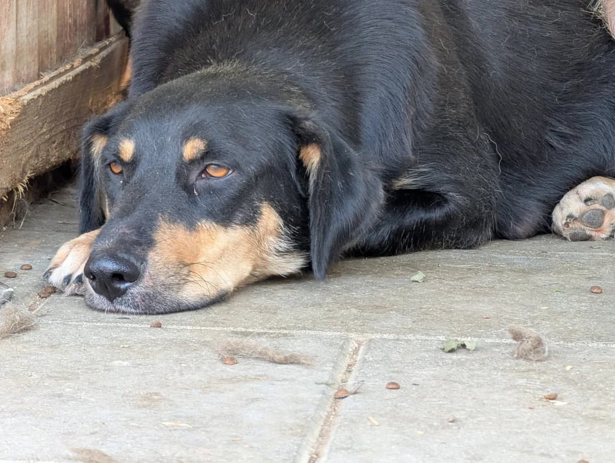 Birka, female young Mixed Breed for adoption at Ein Herz für Streuner e.V., München
