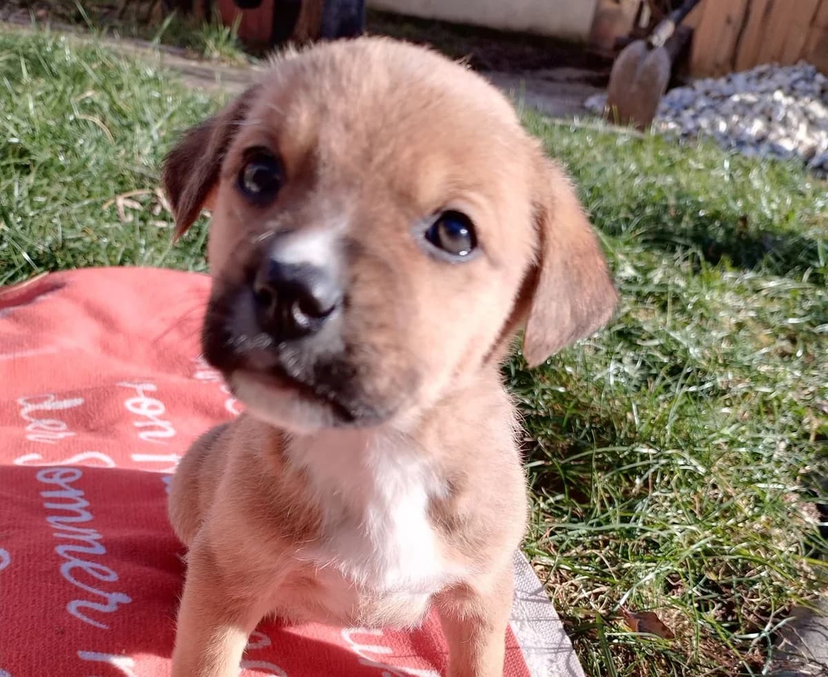 Biscuit, female puppy Mixed Breed for adoption at Ein Herz für Streuner e.V., München