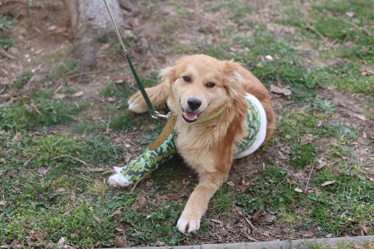 Biscuit, male puppy Mixed Breed for adoption at Ein Herz für Streuner e.V., München