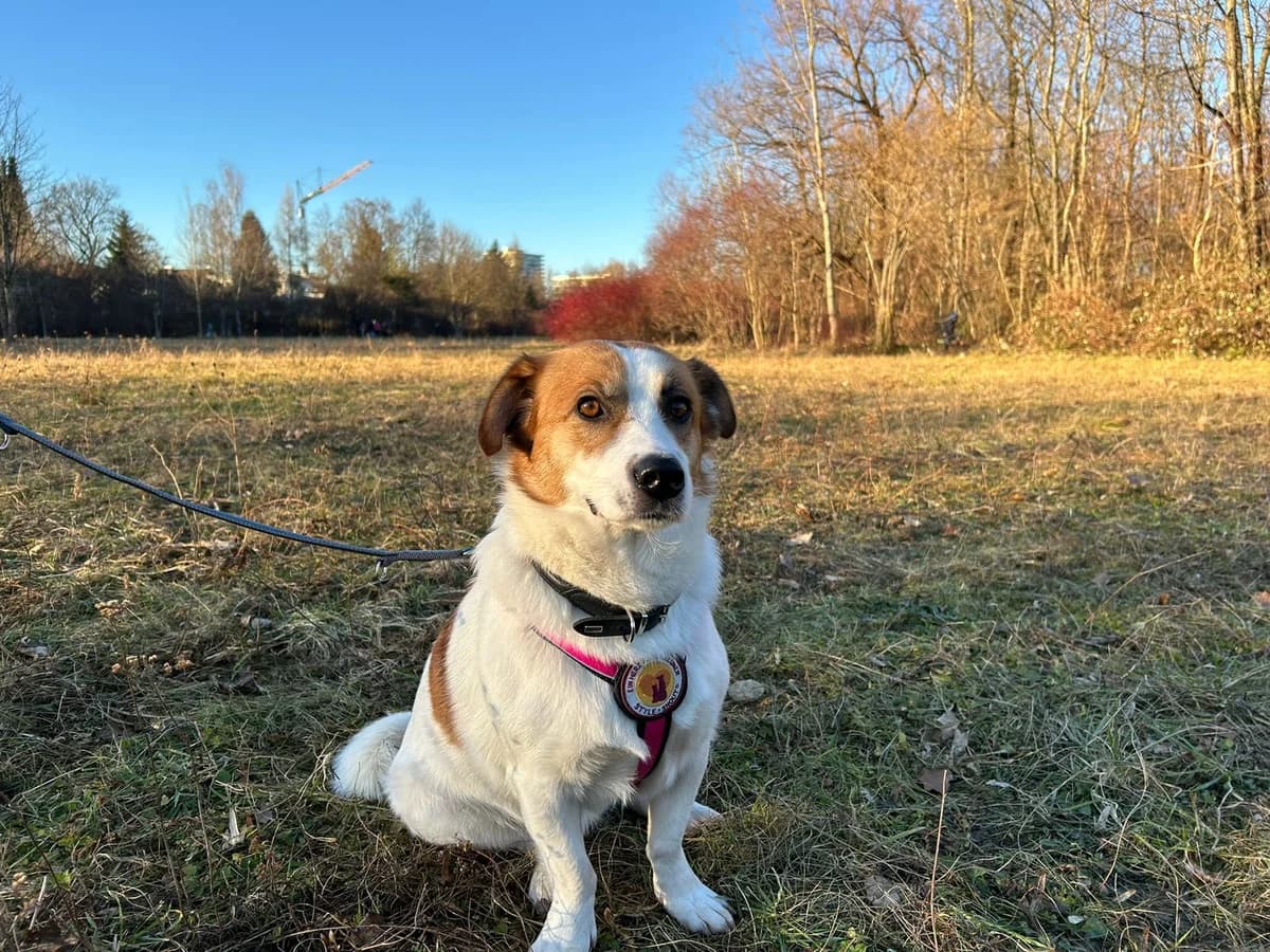 Bitzi, female 3yo Mixed Breed for adoption at Ein Herz für Streuner e.V., München