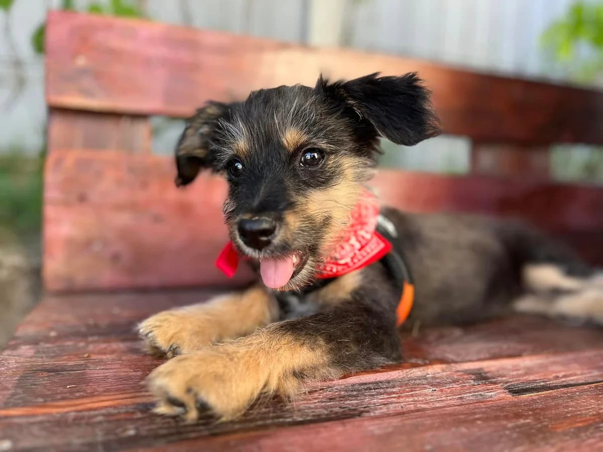 Bitzy, female puppy Mixed Breed for adoption at Ein Herz für Streuner e.V., München