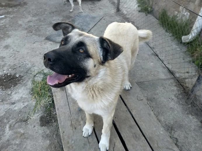 Bjarki, male 5yo Mixed Breed for adoption at Ein Herz für Streuner e.V., München