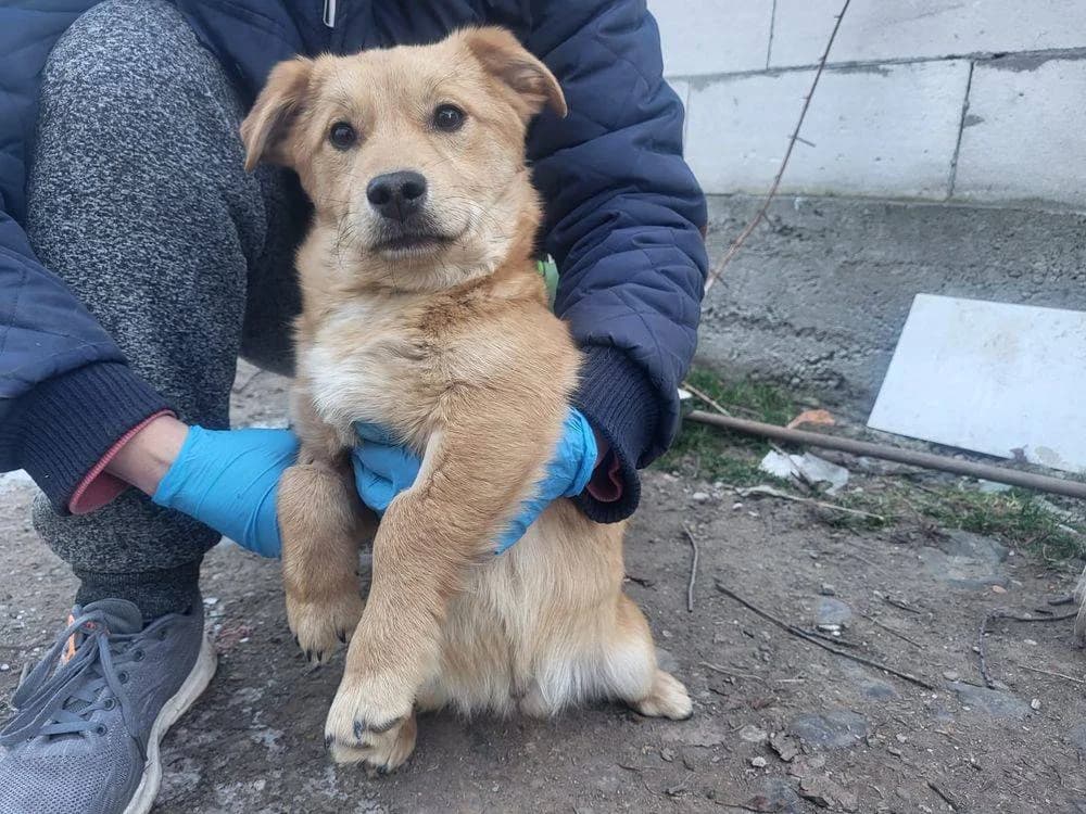 Bjarne, puppy Mixed Breed for adoption at Ein Herz für Streuner e.V., München