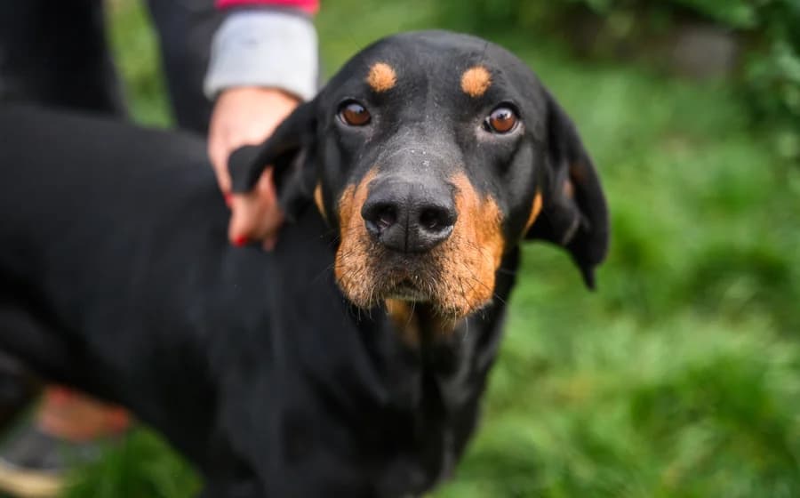 Bjarne, male 3yo Mixed Breed for adoption at Ein Herz für Streuner e.V., München