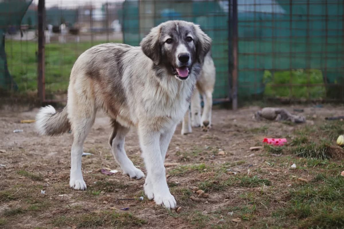 Bjarni, weiß male 5yo Mixed Breed for adoption at Ein Herz für Streuner e.V., München