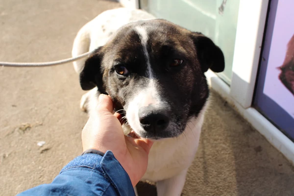 Bjelle, female young Mixed Breed for adoption at Ein Herz für Streuner e.V., München