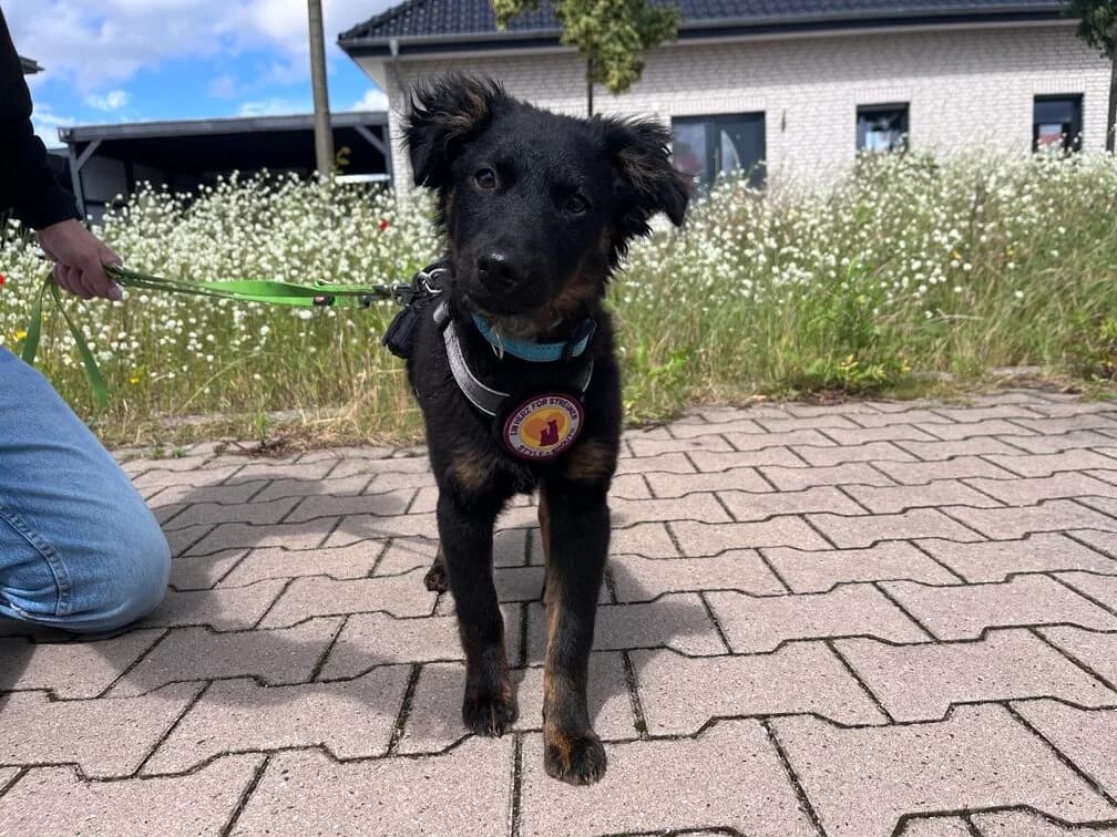 Black Beauty, female puppy Mixed Breed for adoption at Ein Herz für Streuner e.V., München