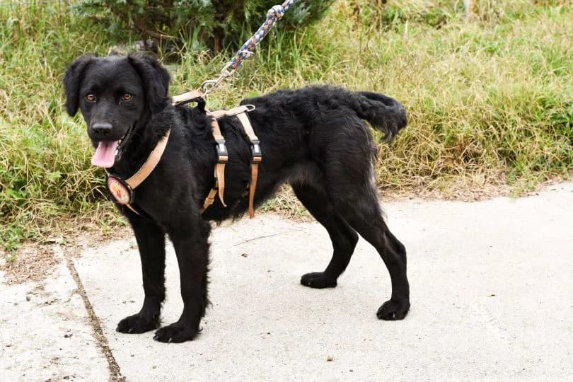 Black Beauty, puppy Mixed Breed for adoption at Ein Herz für Streuner e.V., München