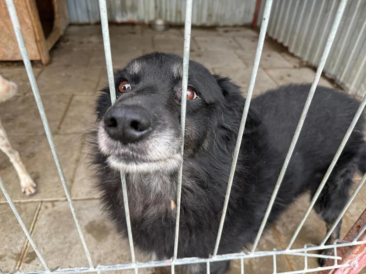 Black Cherryno, weiß male 5yo Mixed Breed for adoption at Ein Herz für Streuner e.V., München