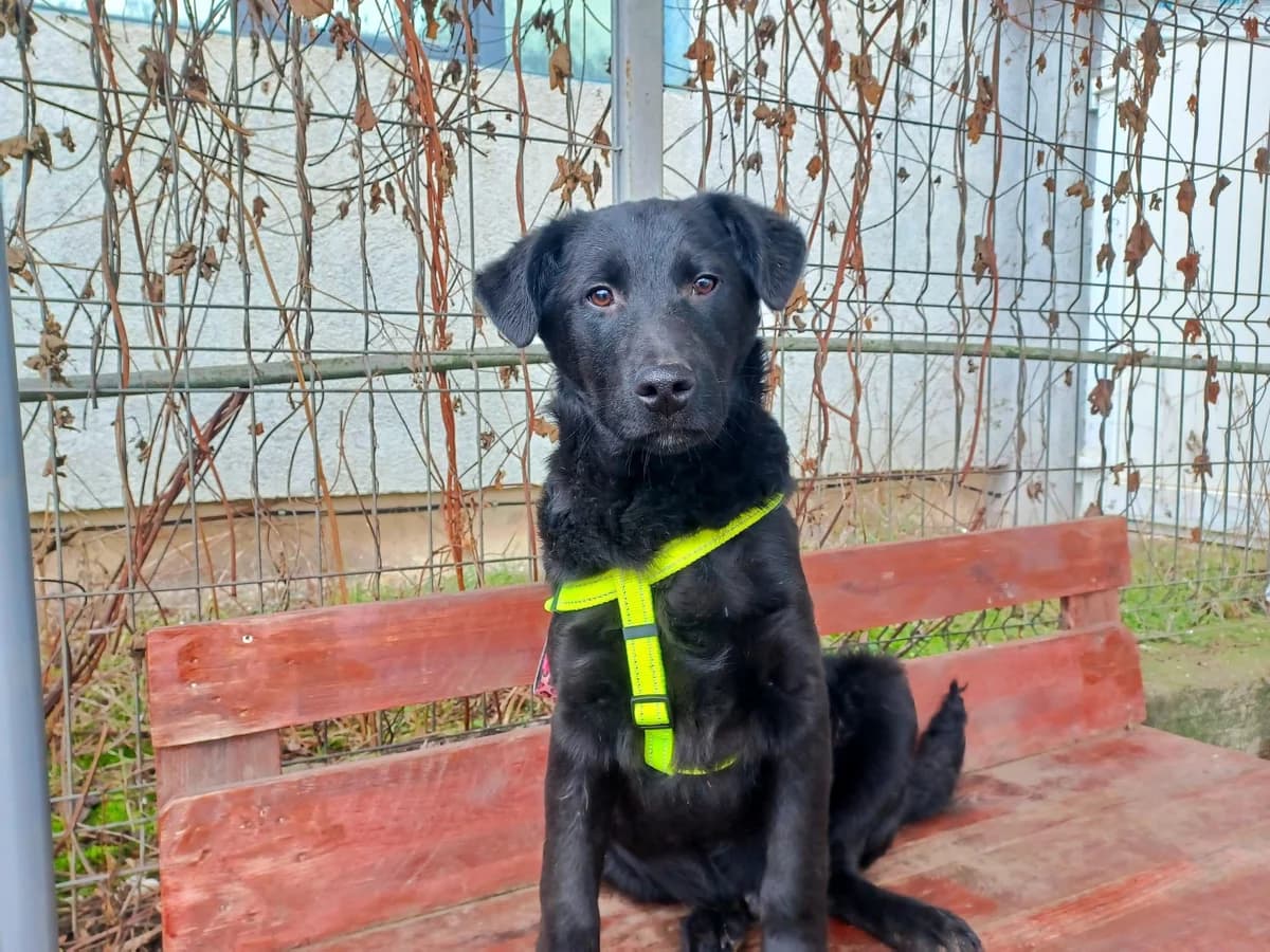 Blackie, male puppy Mixed Breed for adoption at Ein Herz für Streuner e.V., München