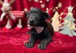 Blacky, male young Mixed Breed for adoption at Ein Herz für Streuner e.V., München