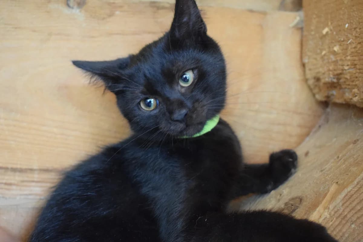 Blacky, male puppy Mixed Breed for adoption at Ein Herz für Streuner e.V., München