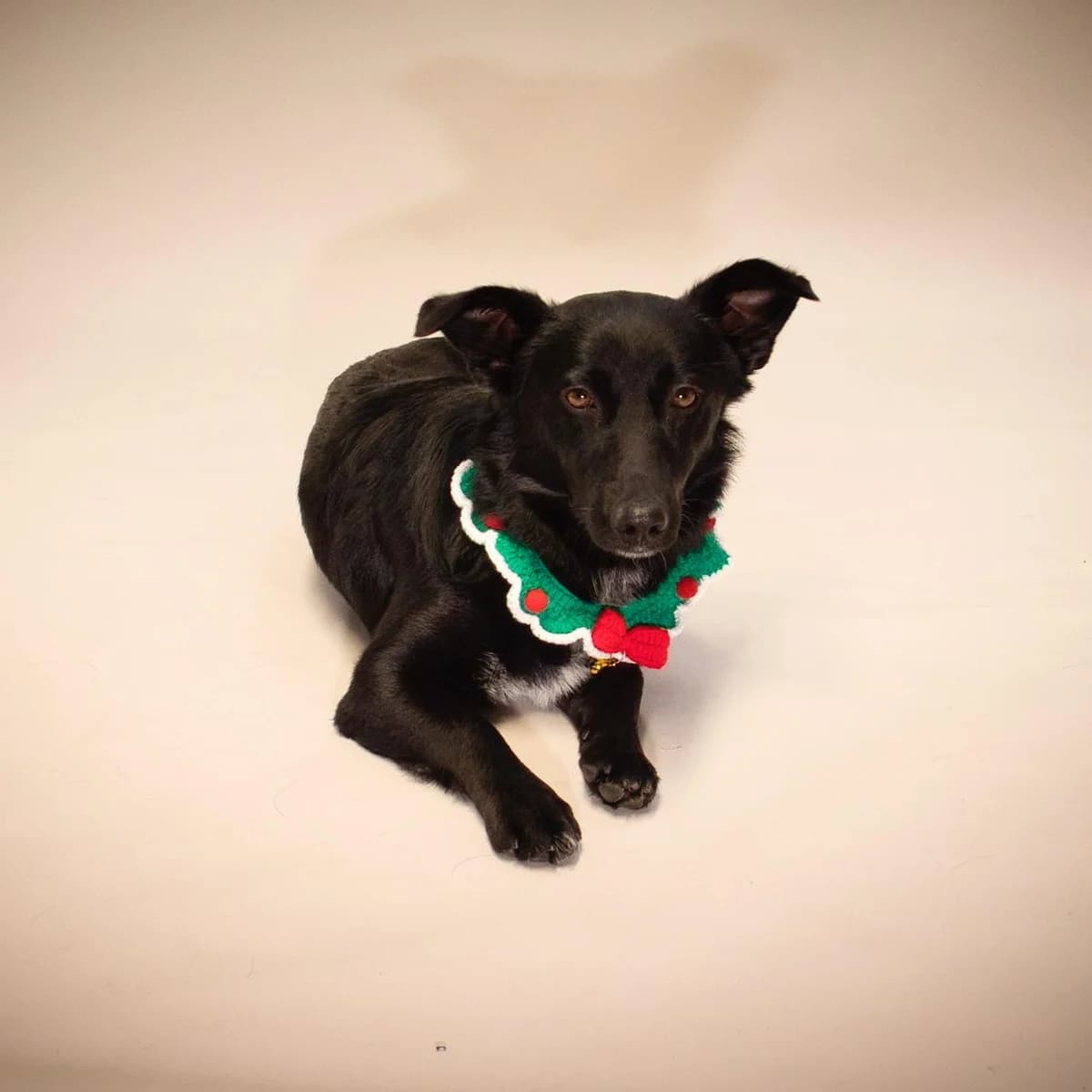 Blacky, male 5yo Mixed Breed for adoption at Ein Herz für Streuner e.V., München