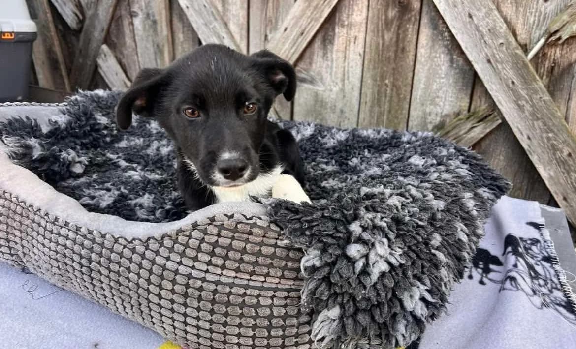 Blacky, male puppy Mixed Breed for adoption at Ein Herz für Streuner e.V., München