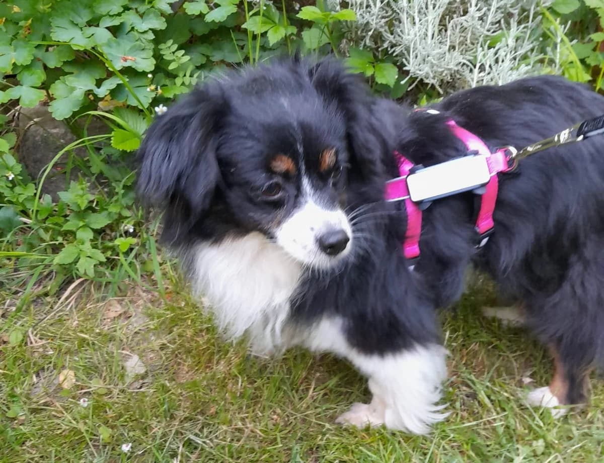 Blair, schwarz female 5yo Mixed Breed for adoption at Ein Herz für Streuner e.V., München