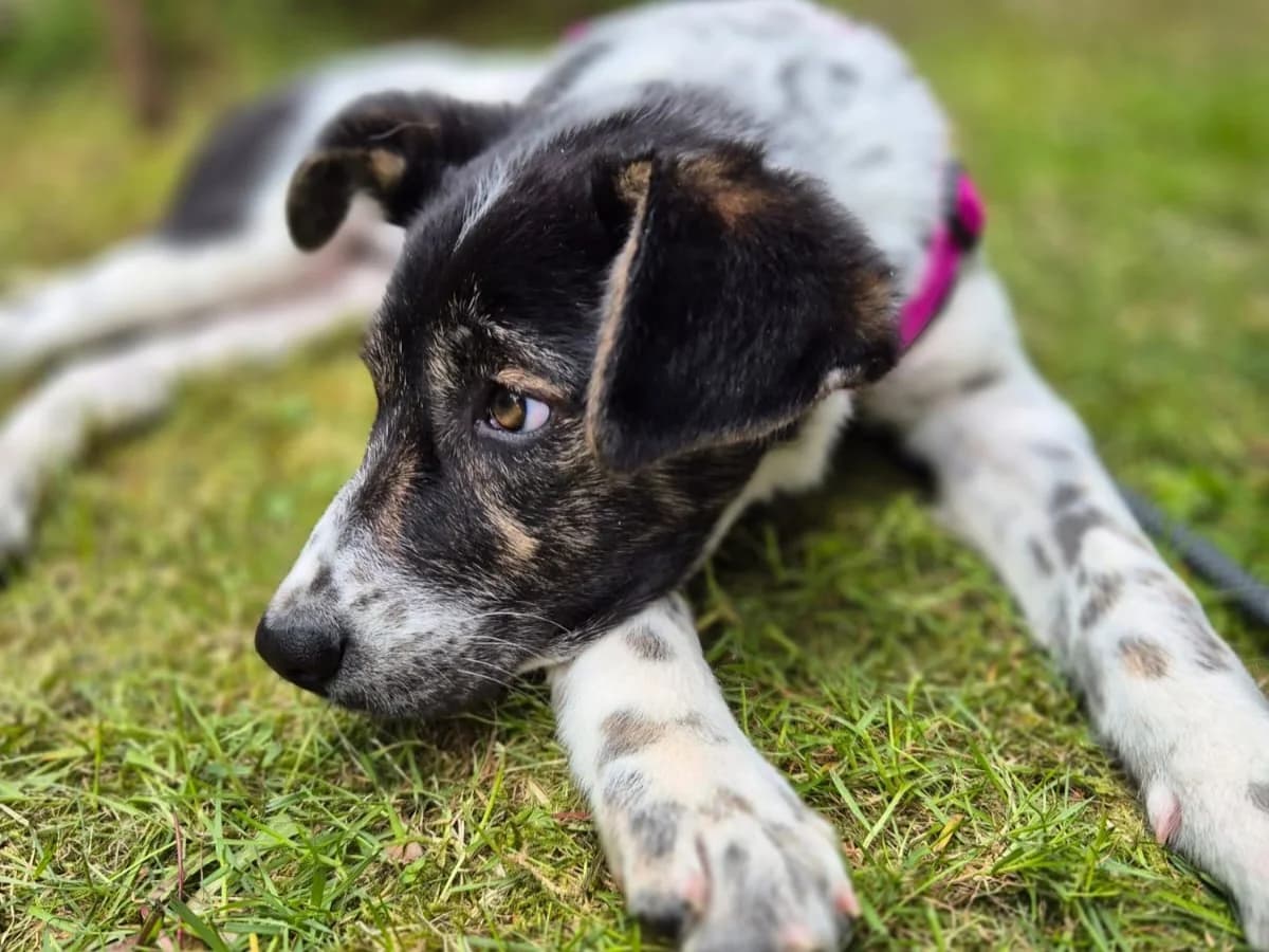 Blair, female puppy Mixed Breed for adoption at Ein Herz für Streuner e.V., München