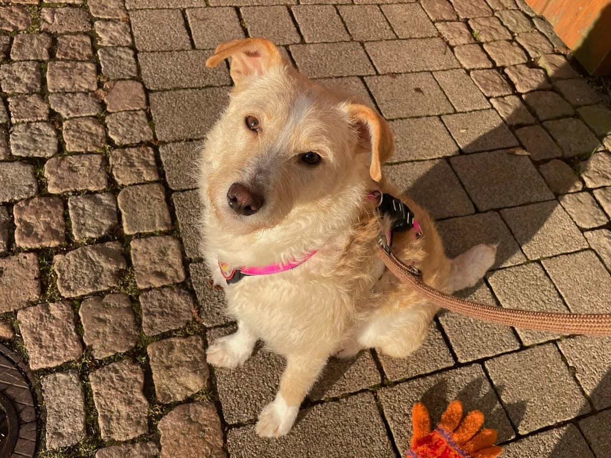 Blanca, female 5yo Mixed Breed for adoption at Ein Herz für Streuner e.V., München