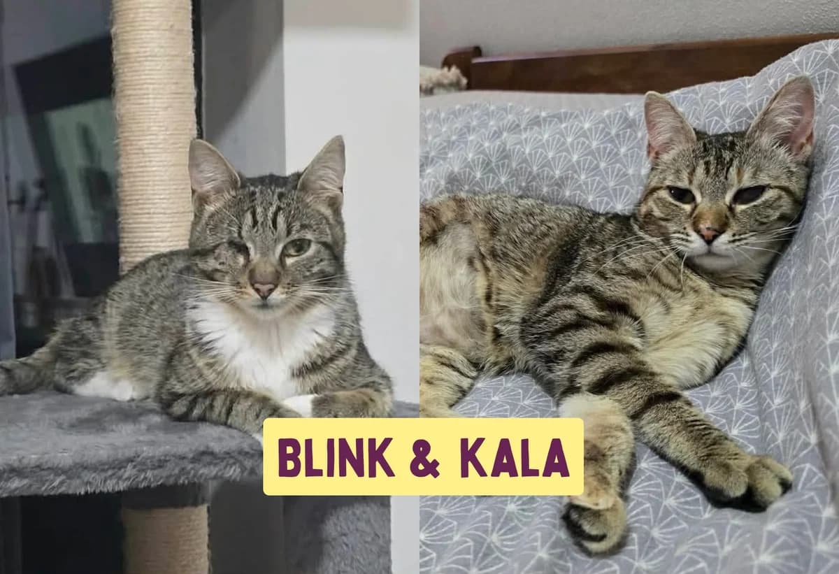 Blink&Kala, female young Mixed Breed for adoption at Ein Herz für Streuner e.V., München