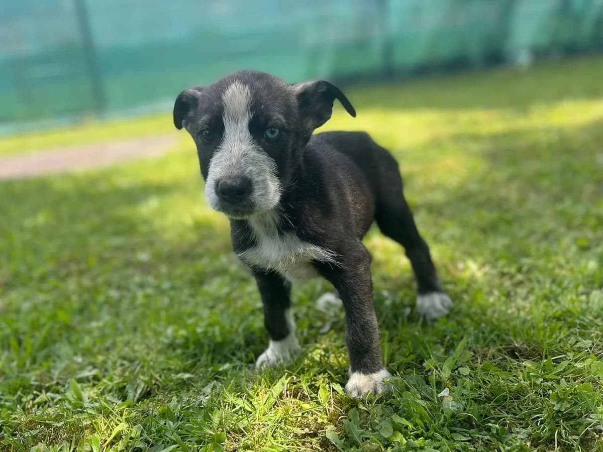 Blinky, schwarz male puppy Mixed Breed for adoption at Ein Herz für Streuner e.V., München