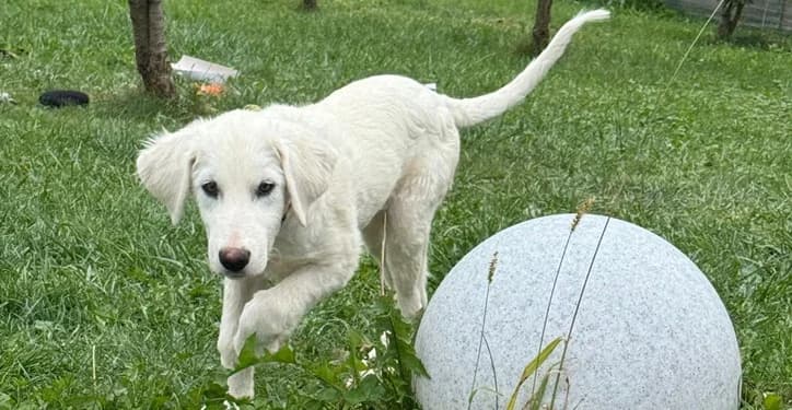 Blitz, golden male puppy Mixed Breed for adoption at Ein Herz für Streuner e.V., München