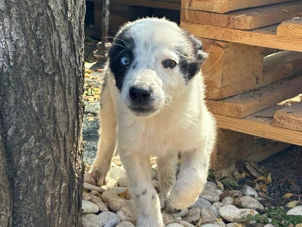 Blue, weiß young Mixed Breed for adoption at Ein Herz für Streuner e.V., München