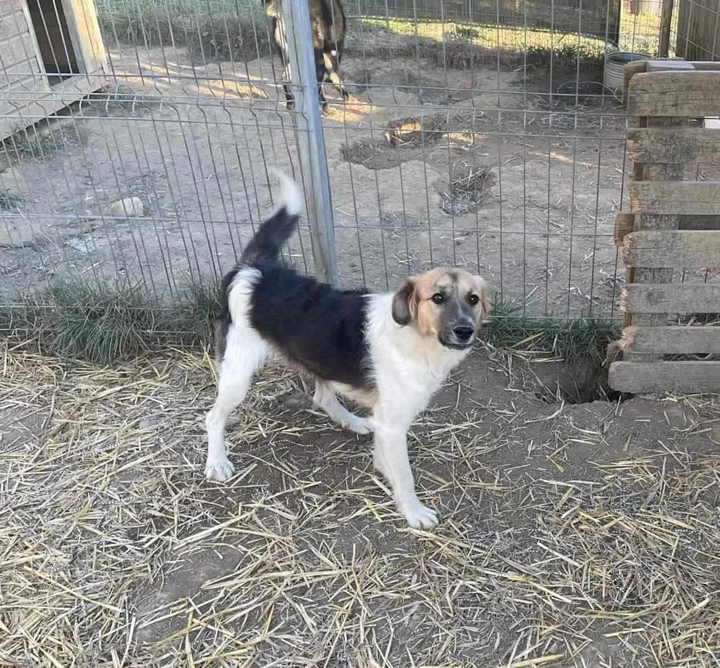 Blue, young Mixed Breed for adoption at Ein Herz für Streuner e.V., München