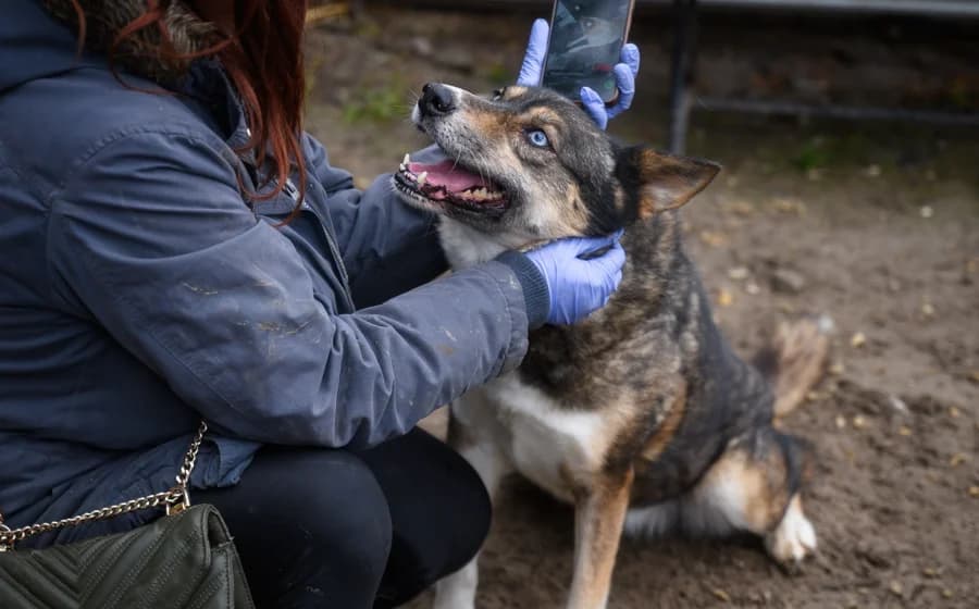 Blue, blau female 5yo Mixed Breed for adoption at Ein Herz für Streuner e.V., München