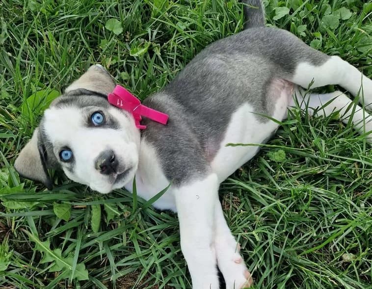 Blue, grau female puppy Mixed Breed for adoption at Ein Herz für Streuner e.V., München