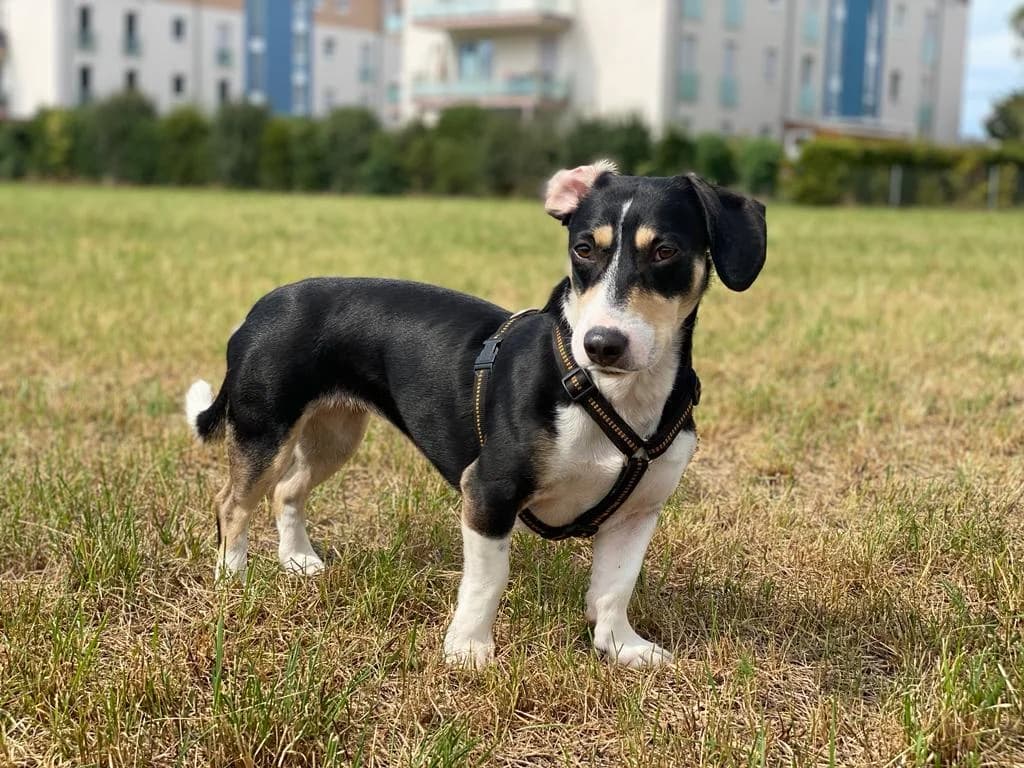 BLUEBERRY, jetzt Heidi, female 4yo Mixed Breed for adoption at Ein Herz für Streuner e.V., München