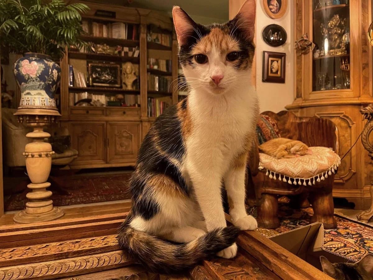 BlÜMchen, female 5yo Mixed Breed for adoption at Ein Herz für Streuner e.V., München