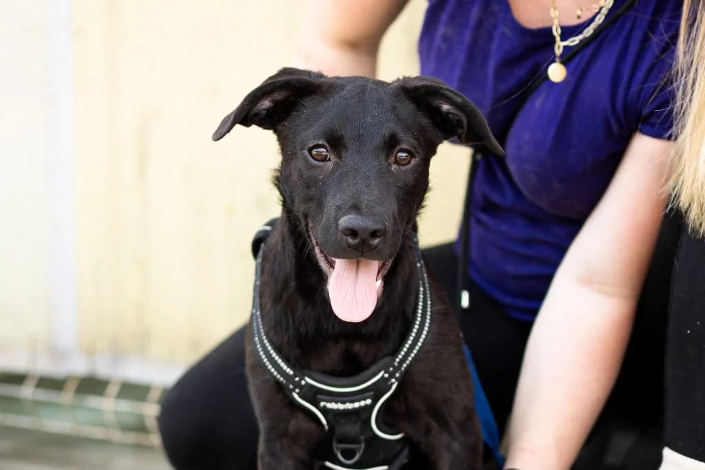 Blues, female puppy Mixed Breed for adoption at Ein Herz für Streuner e.V., München