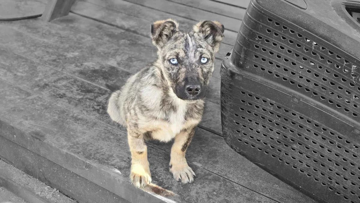 Bluey, merle male puppy Mixed Breed for adoption at Ein Herz für Streuner e.V., München