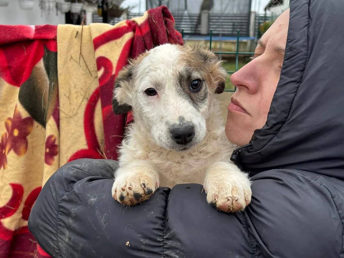 Bluey, female puppy Mixed Breed for adoption at Ein Herz für Streuner e.V., München