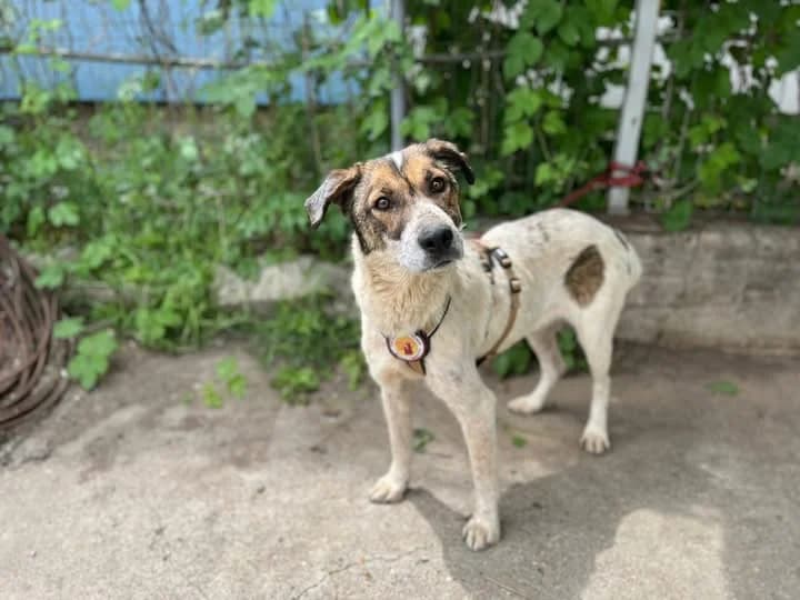 Bluma, weiß female young Mixed Breed for adoption at Ein Herz für Streuner e.V., München