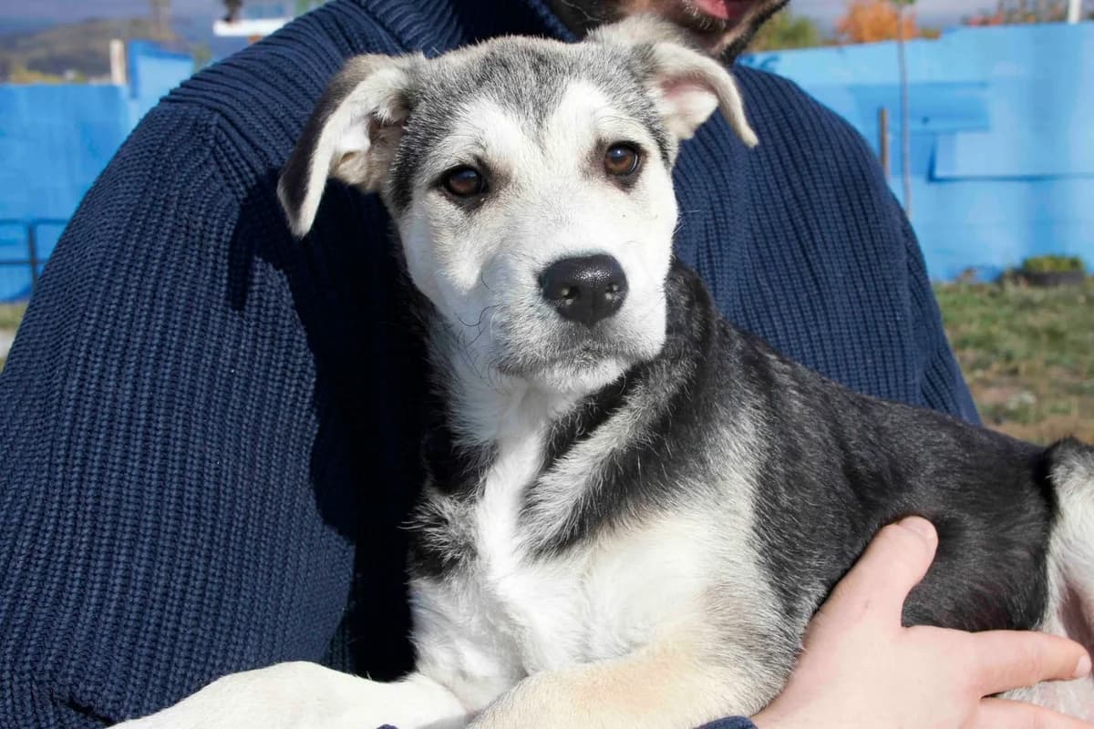 Blumi, creme female puppy Mixed Breed for adoption at Ein Herz für Streuner e.V., München