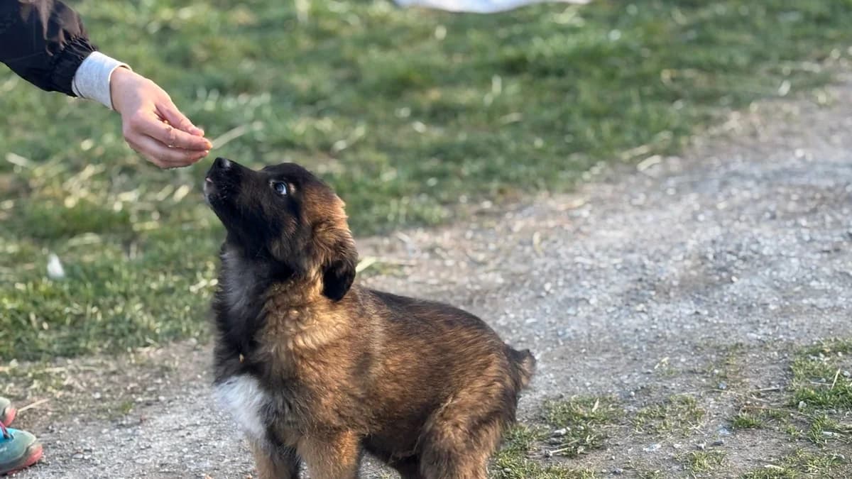Bluna, male puppy Mixed Breed for adoption at Ein Herz für Streuner e.V., München