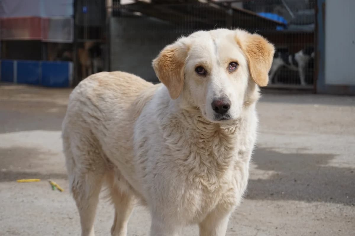 Bluna, female 4yo Mixed Breed for adoption at Ein Herz für Streuner e.V., München