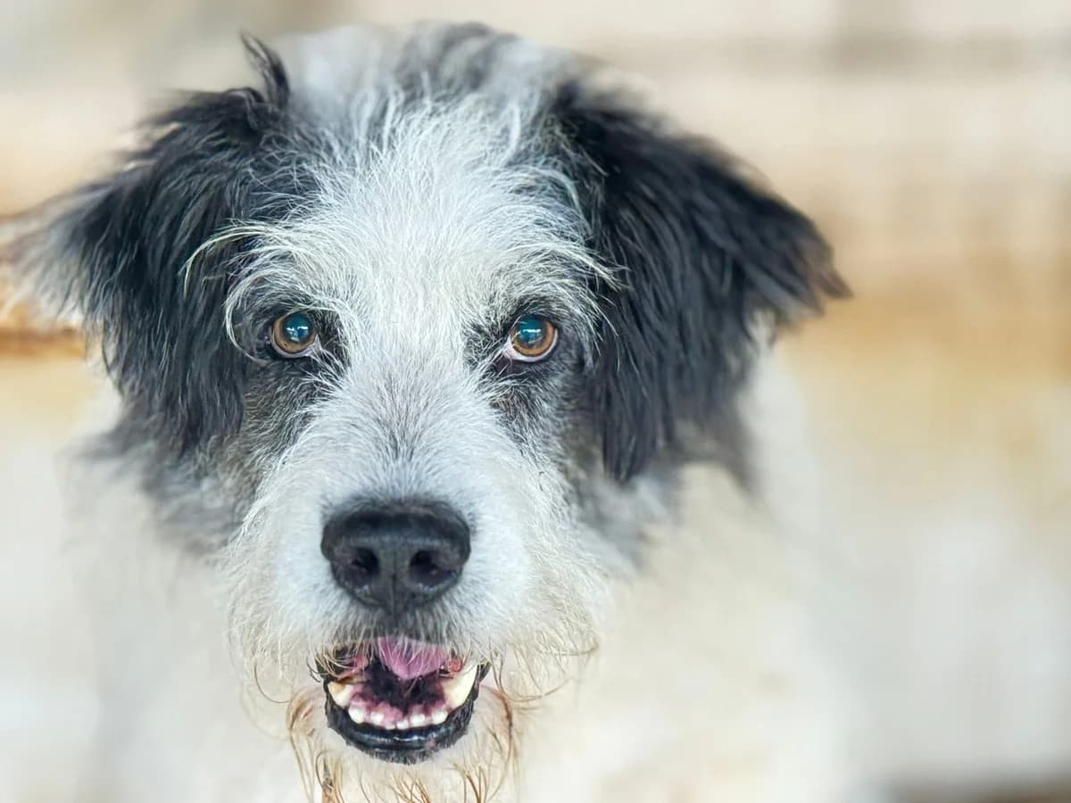 Bo, male senior Mixed Breed for adoption at Ein Herz für Streuner e.V., München